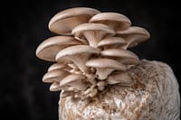 Pleurotrus ostreatus