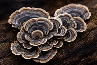 Tramestes versicolor