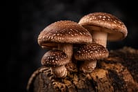 Lentinula edodes