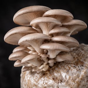 Pleurotus ostreatus M2181