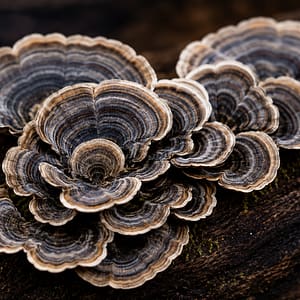 Trametes versicolor M9911